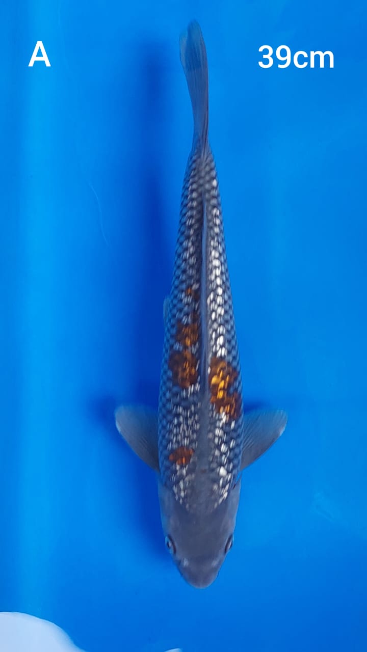 Ikan Koi OCHIBA GINRIN 39cm, lelang koi OCHIBA GINRIN 39cm, jual koi OCHIBA GINRIN 39cm, beli koi OCHIBA GINRIN 39cm, Lelang Koi Online, Jual Beli Ikan Koi, Pusat Jual Beli Koi, Info Lelang Koi Hari Ini, Platform Jual Beli Koi, Jual Beli Ikan Koi Online, Marketplace Ikan Koi, Jual Koi Terbaik, Tempat Beli Koi Berkualitas, Pasar Ikan Koi Online Terpercaya, Penjual Ikan Koi Terpercaya, Beli Koi Hias Online, Ikan Koi untuk Dijual, Koi Kualitas Terbaik, Toko Online Ikan Koi, Koi Hias Untuk Dijual, Jual Beli Ikan Koi Lokal, Koi Indonesia Online, Pusat Jual Beli Koi Terbesar