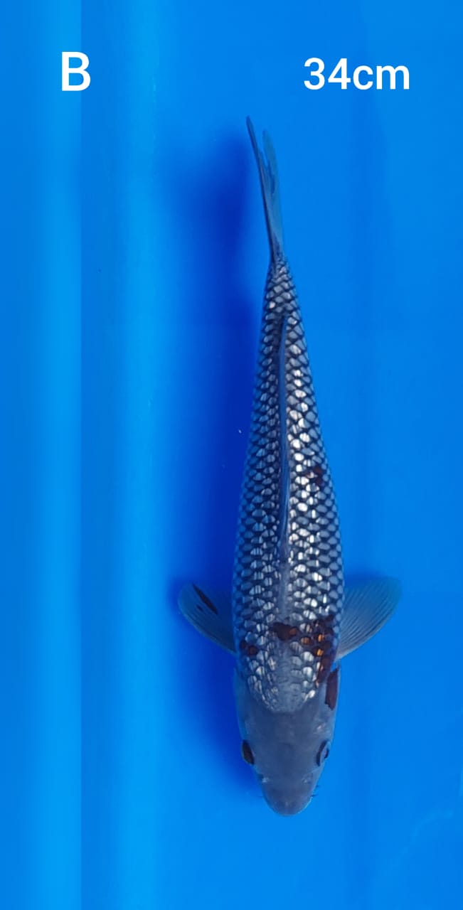 Ikan Koi OCHIBA GINRIN 34cm, lelang koi OCHIBA GINRIN 34cm, jual koi OCHIBA GINRIN 34cm, beli koi OCHIBA GINRIN 34cm, Lelang Koi Online, Jual Beli Ikan Koi, Pusat Jual Beli Koi, Info Lelang Koi Hari Ini, Platform Jual Beli Koi, Jual Beli Ikan Koi Online, Marketplace Ikan Koi, Jual Koi Terbaik, Tempat Beli Koi Berkualitas, Pasar Ikan Koi Online Terpercaya, Penjual Ikan Koi Terpercaya, Beli Koi Hias Online, Ikan Koi untuk Dijual, Koi Kualitas Terbaik, Toko Online Ikan Koi, Koi Hias Untuk Dijual, Jual Beli Ikan Koi Lokal, Koi Indonesia Online, Pusat Jual Beli Koi Terbesar