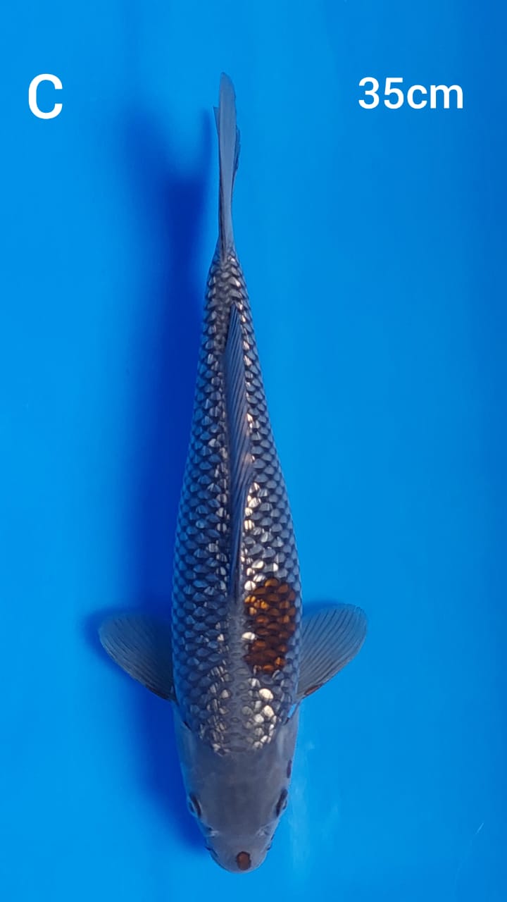 Ikan Koi OCHIBA GINRIN 35cm, lelang koi OCHIBA GINRIN 35cm, jual koi OCHIBA GINRIN 35cm, beli koi OCHIBA GINRIN 35cm, Lelang Koi Online, Jual Beli Ikan Koi, Pusat Jual Beli Koi, Info Lelang Koi Hari Ini, Platform Jual Beli Koi, Jual Beli Ikan Koi Online, Marketplace Ikan Koi, Jual Koi Terbaik, Tempat Beli Koi Berkualitas, Pasar Ikan Koi Online Terpercaya, Penjual Ikan Koi Terpercaya, Beli Koi Hias Online, Ikan Koi untuk Dijual, Koi Kualitas Terbaik, Toko Online Ikan Koi, Koi Hias Untuk Dijual, Jual Beli Ikan Koi Lokal, Koi Indonesia Online, Pusat Jual Beli Koi Terbesar