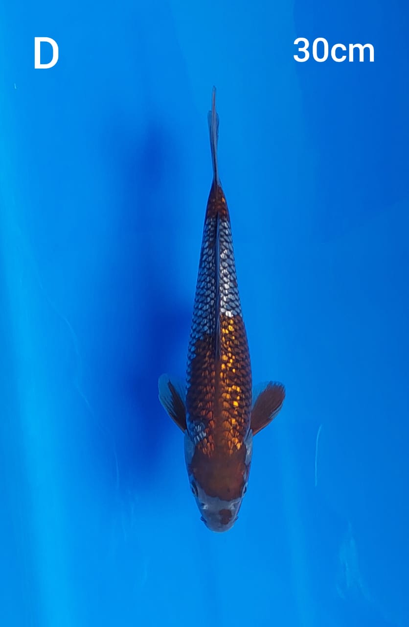 Ikan Koi OCHIBA GINRIN 30cm, lelang koi OCHIBA GINRIN 30cm, jual koi OCHIBA GINRIN 30cm, beli koi OCHIBA GINRIN 30cm, Lelang Koi Online, Jual Beli Ikan Koi, Pusat Jual Beli Koi, Info Lelang Koi Hari Ini, Platform Jual Beli Koi, Jual Beli Ikan Koi Online, Marketplace Ikan Koi, Jual Koi Terbaik, Tempat Beli Koi Berkualitas, Pasar Ikan Koi Online Terpercaya, Penjual Ikan Koi Terpercaya, Beli Koi Hias Online, Ikan Koi untuk Dijual, Koi Kualitas Terbaik, Toko Online Ikan Koi, Koi Hias Untuk Dijual, Jual Beli Ikan Koi Lokal, Koi Indonesia Online, Pusat Jual Beli Koi Terbesar