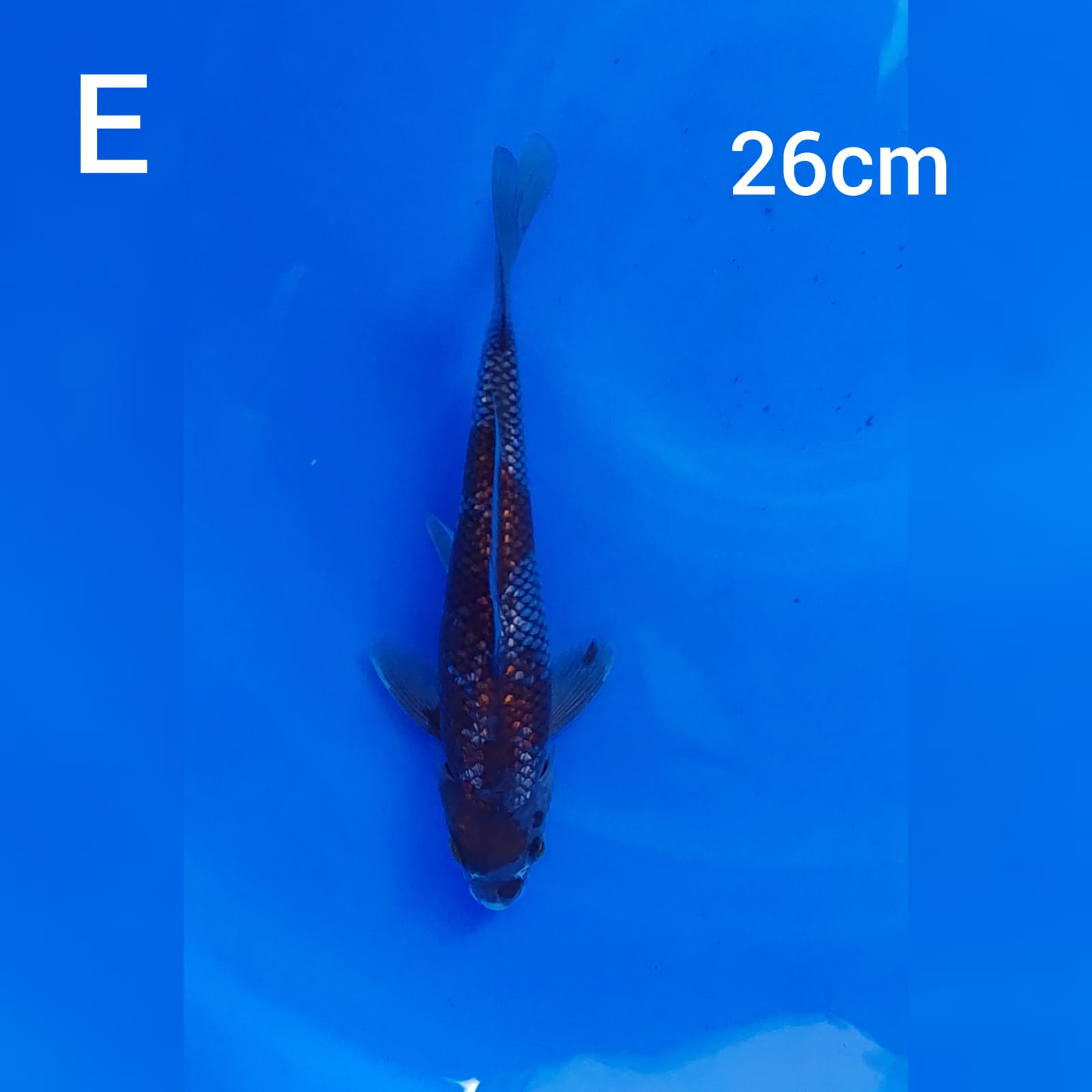 Ikan Koi OCHIBA GINRIN 26cm, lelang koi OCHIBA GINRIN 26cm, jual koi OCHIBA GINRIN 26cm, beli koi OCHIBA GINRIN 26cm, Lelang Koi Online, Jual Beli Ikan Koi, Pusat Jual Beli Koi, Info Lelang Koi Hari Ini, Platform Jual Beli Koi, Jual Beli Ikan Koi Online, Marketplace Ikan Koi, Jual Koi Terbaik, Tempat Beli Koi Berkualitas, Pasar Ikan Koi Online Terpercaya, Penjual Ikan Koi Terpercaya, Beli Koi Hias Online, Ikan Koi untuk Dijual, Koi Kualitas Terbaik, Toko Online Ikan Koi, Koi Hias Untuk Dijual, Jual Beli Ikan Koi Lokal, Koi Indonesia Online, Pusat Jual Beli Koi Terbesar