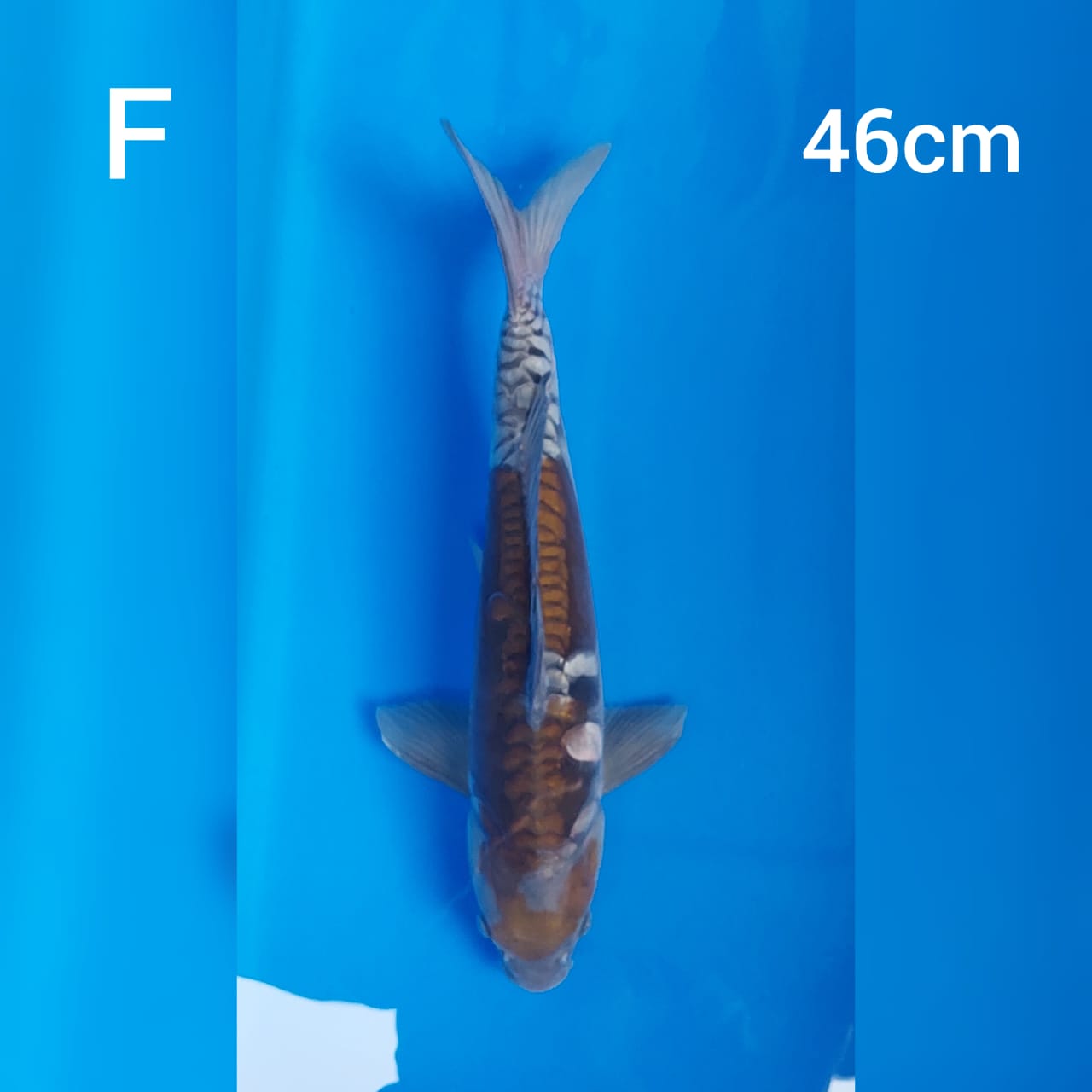 Ikan Koi OCHIBA DOITSU 46cm, lelang koi OCHIBA DOITSU 46cm, jual koi OCHIBA DOITSU 46cm, beli koi OCHIBA DOITSU 46cm, Lelang Koi Online, Jual Beli Ikan Koi, Pusat Jual Beli Koi, Info Lelang Koi Hari Ini, Platform Jual Beli Koi, Jual Beli Ikan Koi Online, Marketplace Ikan Koi, Jual Koi Terbaik, Tempat Beli Koi Berkualitas, Pasar Ikan Koi Online Terpercaya, Penjual Ikan Koi Terpercaya, Beli Koi Hias Online, Ikan Koi untuk Dijual, Koi Kualitas Terbaik, Toko Online Ikan Koi, Koi Hias Untuk Dijual, Jual Beli Ikan Koi Lokal, Koi Indonesia Online, Pusat Jual Beli Koi Terbesar