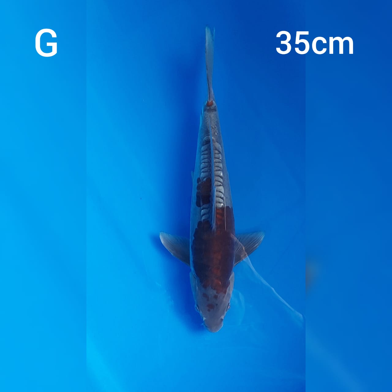 Ikan Koi OCHIBA DOITSU 35cm, lelang koi OCHIBA DOITSU 35cm, jual koi OCHIBA DOITSU 35cm, beli koi OCHIBA DOITSU 35cm, Lelang Koi Online, Jual Beli Ikan Koi, Pusat Jual Beli Koi, Info Lelang Koi Hari Ini, Platform Jual Beli Koi, Jual Beli Ikan Koi Online, Marketplace Ikan Koi, Jual Koi Terbaik, Tempat Beli Koi Berkualitas, Pasar Ikan Koi Online Terpercaya, Penjual Ikan Koi Terpercaya, Beli Koi Hias Online, Ikan Koi untuk Dijual, Koi Kualitas Terbaik, Toko Online Ikan Koi, Koi Hias Untuk Dijual, Jual Beli Ikan Koi Lokal, Koi Indonesia Online, Pusat Jual Beli Koi Terbesar