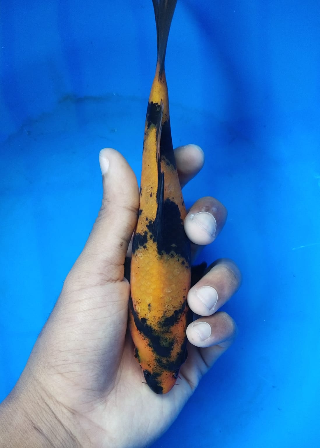 HIUTSURI 18cm M