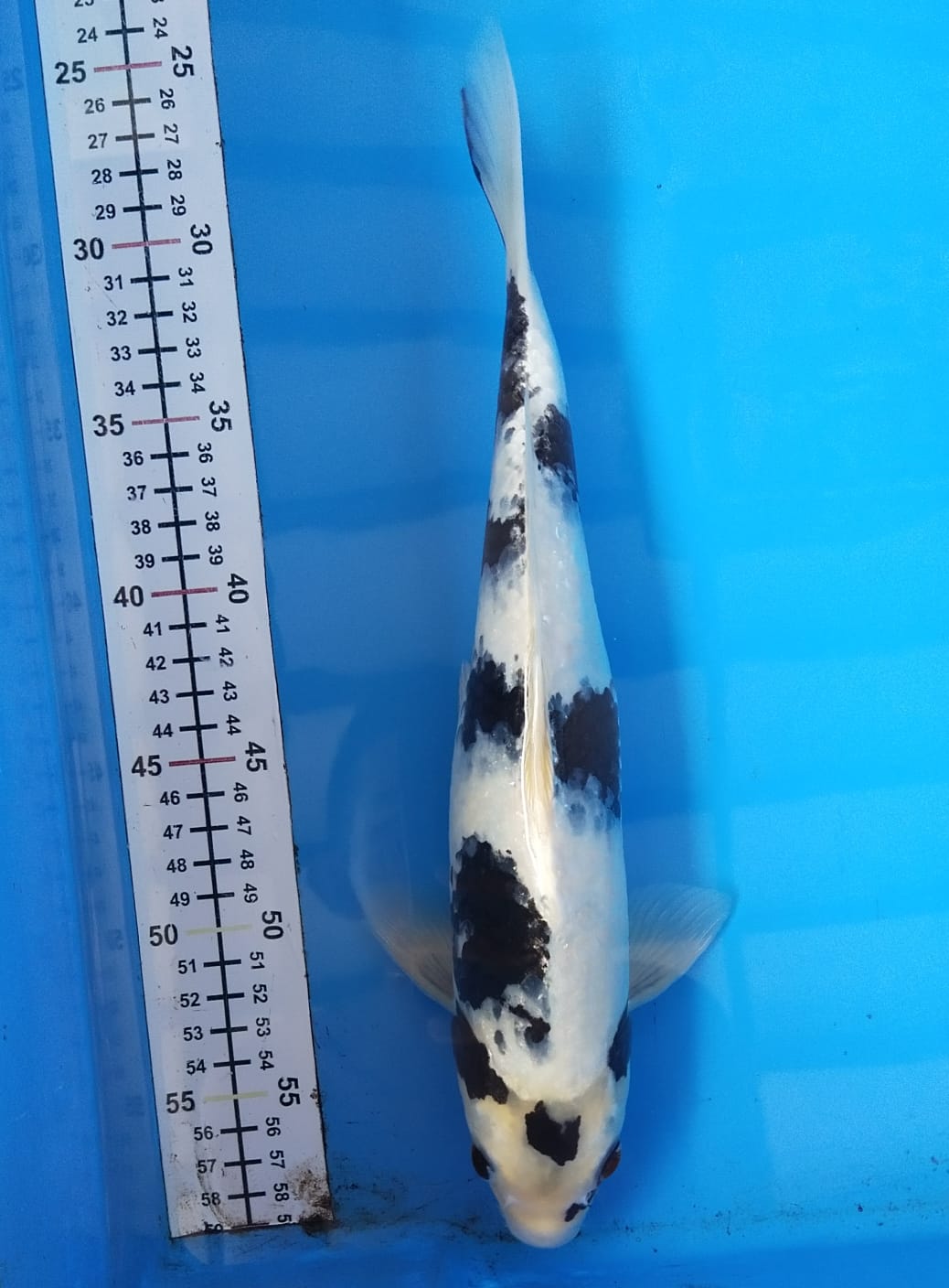 SHIRO UTSURI 33cm M