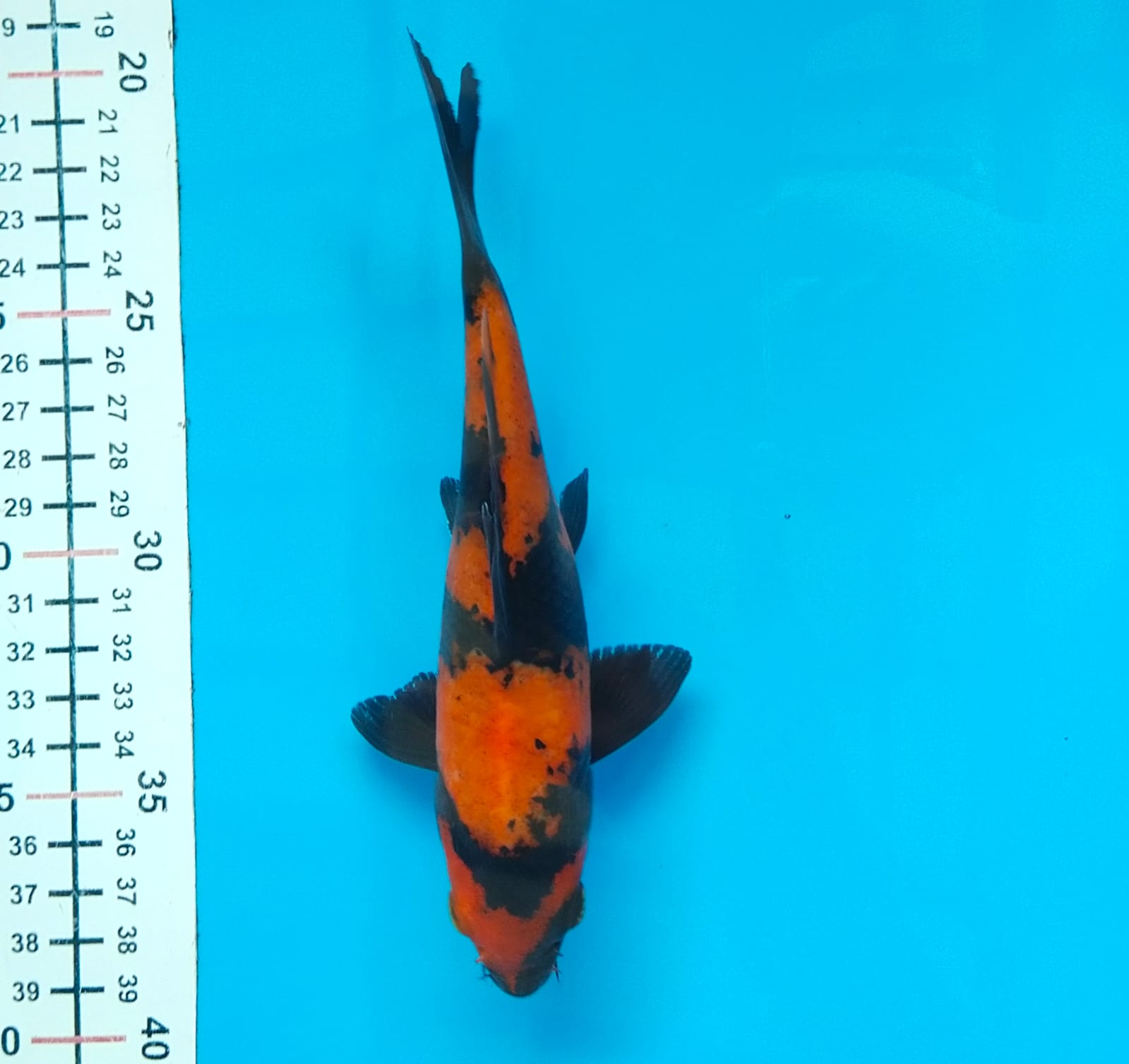 HIUTSURI 20cm M
