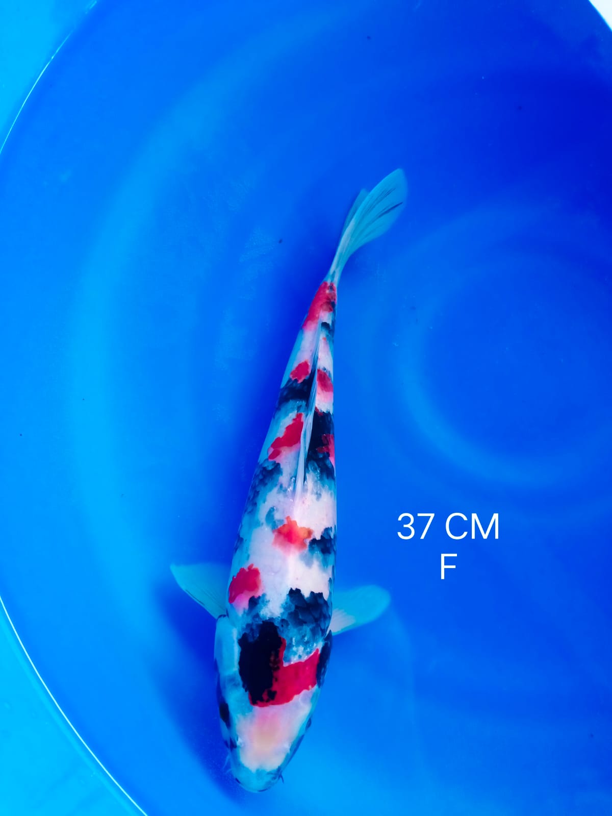 Ikan Koi SHOWA SAKURA HQ 37cm, lelang koi SHOWA SAKURA HQ 37cm, jual koi SHOWA SAKURA HQ 37cm, beli koi SHOWA SAKURA HQ 37cm, Lelang Koi Online, Jual Beli Ikan Koi, Pusat Jual Beli Koi, Info Lelang Koi Hari Ini, Platform Jual Beli Koi, Jual Beli Ikan Koi Online, Marketplace Ikan Koi, Jual Koi Terbaik, Tempat Beli Koi Berkualitas, Pasar Ikan Koi Online Terpercaya, Penjual Ikan Koi Terpercaya, Beli Koi Hias Online, Ikan Koi untuk Dijual, Koi Kualitas Terbaik, Toko Online Ikan Koi, Koi Hias Untuk Dijual, Jual Beli Ikan Koi Lokal, Koi Indonesia Online, Pusat Jual Beli Koi Terbesar