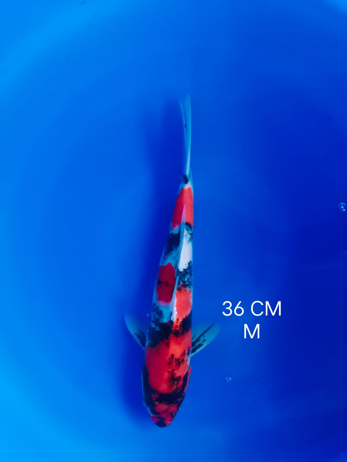 Ikan Koi SHOWA HQ 36cm, lelang koi SHOWA HQ 36cm, jual koi SHOWA HQ 36cm, beli koi SHOWA HQ 36cm, Lelang Koi Online, Jual Beli Ikan Koi, Pusat Jual Beli Koi, Info Lelang Koi Hari Ini, Platform Jual Beli Koi, Jual Beli Ikan Koi Online, Marketplace Ikan Koi, Jual Koi Terbaik, Tempat Beli Koi Berkualitas, Pasar Ikan Koi Online Terpercaya, Penjual Ikan Koi Terpercaya, Beli Koi Hias Online, Ikan Koi untuk Dijual, Koi Kualitas Terbaik, Toko Online Ikan Koi, Koi Hias Untuk Dijual, Jual Beli Ikan Koi Lokal, Koi Indonesia Online, Pusat Jual Beli Koi Terbesar