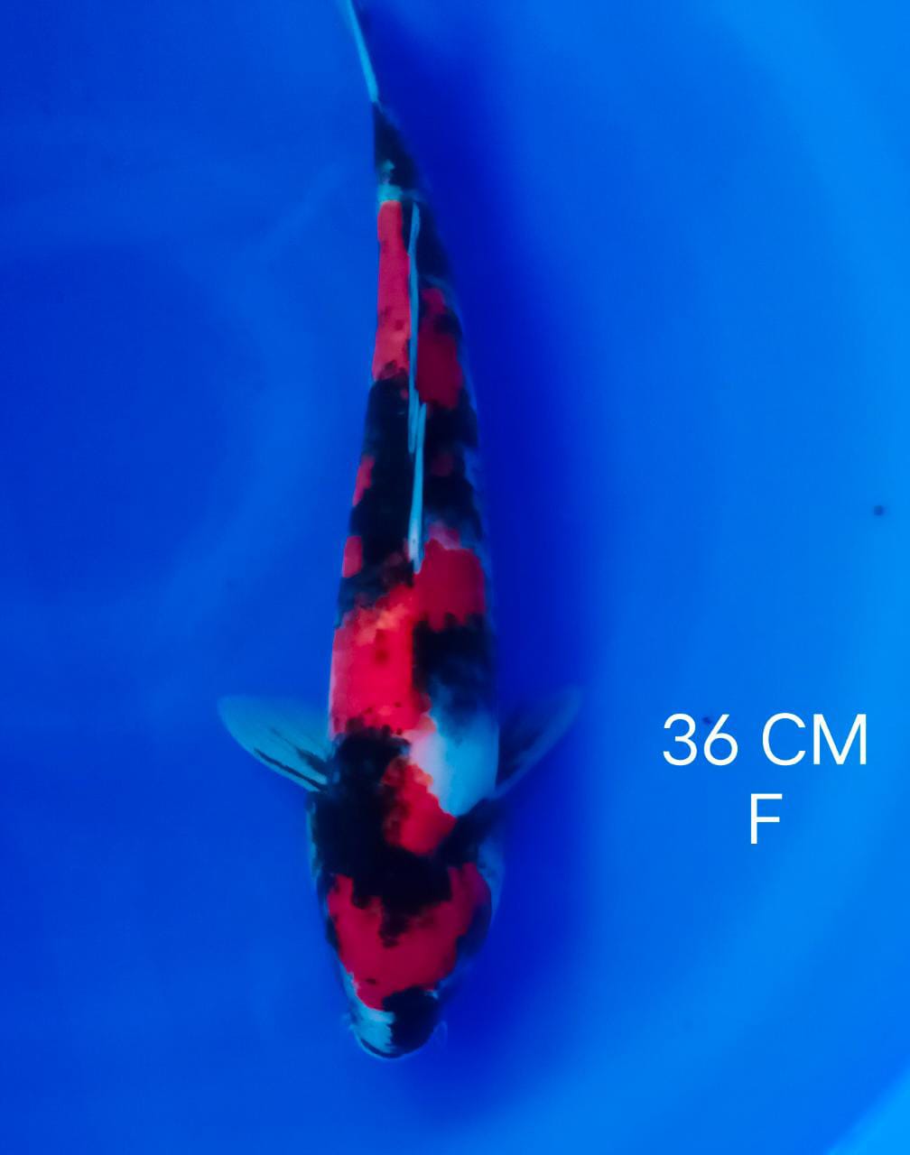 Ikan Koi SHOWA HQ 36cm, lelang koi SHOWA HQ 36cm, jual koi SHOWA HQ 36cm, beli koi SHOWA HQ 36cm, Lelang Koi Online, Jual Beli Ikan Koi, Pusat Jual Beli Koi, Info Lelang Koi Hari Ini, Platform Jual Beli Koi, Jual Beli Ikan Koi Online, Marketplace Ikan Koi, Jual Koi Terbaik, Tempat Beli Koi Berkualitas, Pasar Ikan Koi Online Terpercaya, Penjual Ikan Koi Terpercaya, Beli Koi Hias Online, Ikan Koi untuk Dijual, Koi Kualitas Terbaik, Toko Online Ikan Koi, Koi Hias Untuk Dijual, Jual Beli Ikan Koi Lokal, Koi Indonesia Online, Pusat Jual Beli Koi Terbesar