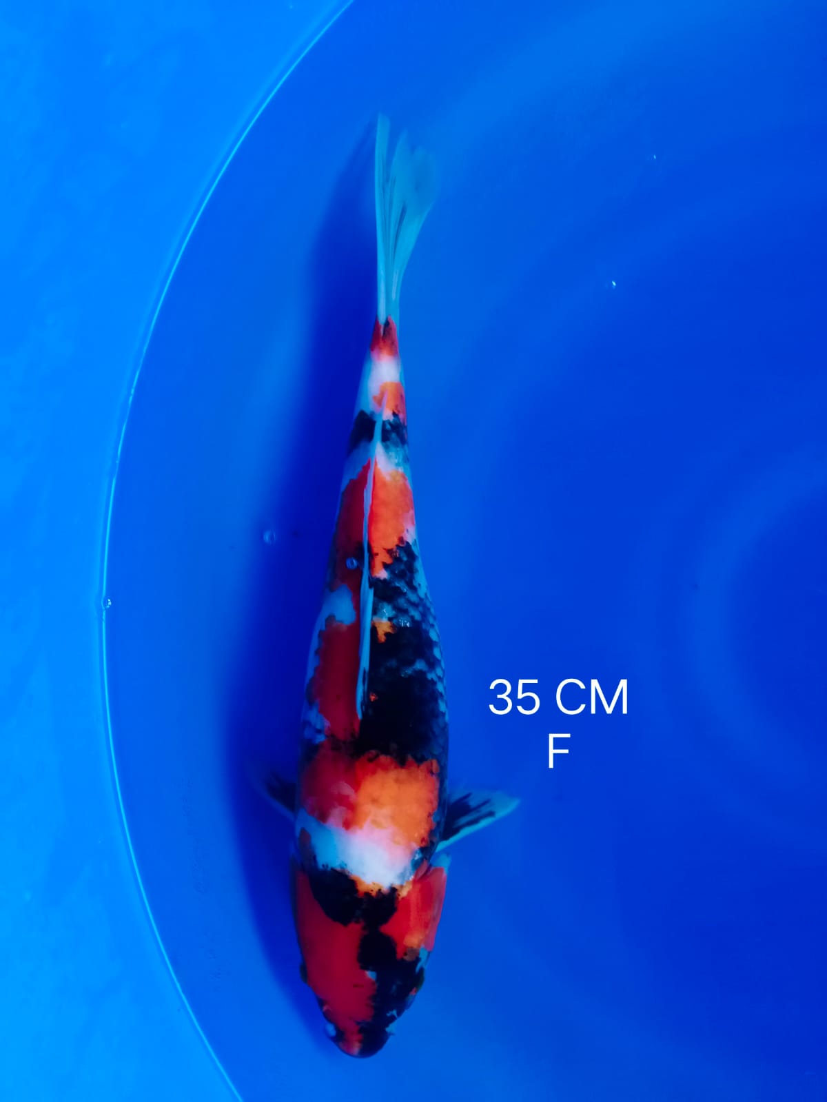 Ikan Koi SHOWA HQ 35cm, lelang koi SHOWA HQ 35cm, jual koi SHOWA HQ 35cm, beli koi SHOWA HQ 35cm, Lelang Koi Online, Jual Beli Ikan Koi, Pusat Jual Beli Koi, Info Lelang Koi Hari Ini, Platform Jual Beli Koi, Jual Beli Ikan Koi Online, Marketplace Ikan Koi, Jual Koi Terbaik, Tempat Beli Koi Berkualitas, Pasar Ikan Koi Online Terpercaya, Penjual Ikan Koi Terpercaya, Beli Koi Hias Online, Ikan Koi untuk Dijual, Koi Kualitas Terbaik, Toko Online Ikan Koi, Koi Hias Untuk Dijual, Jual Beli Ikan Koi Lokal, Koi Indonesia Online, Pusat Jual Beli Koi Terbesar