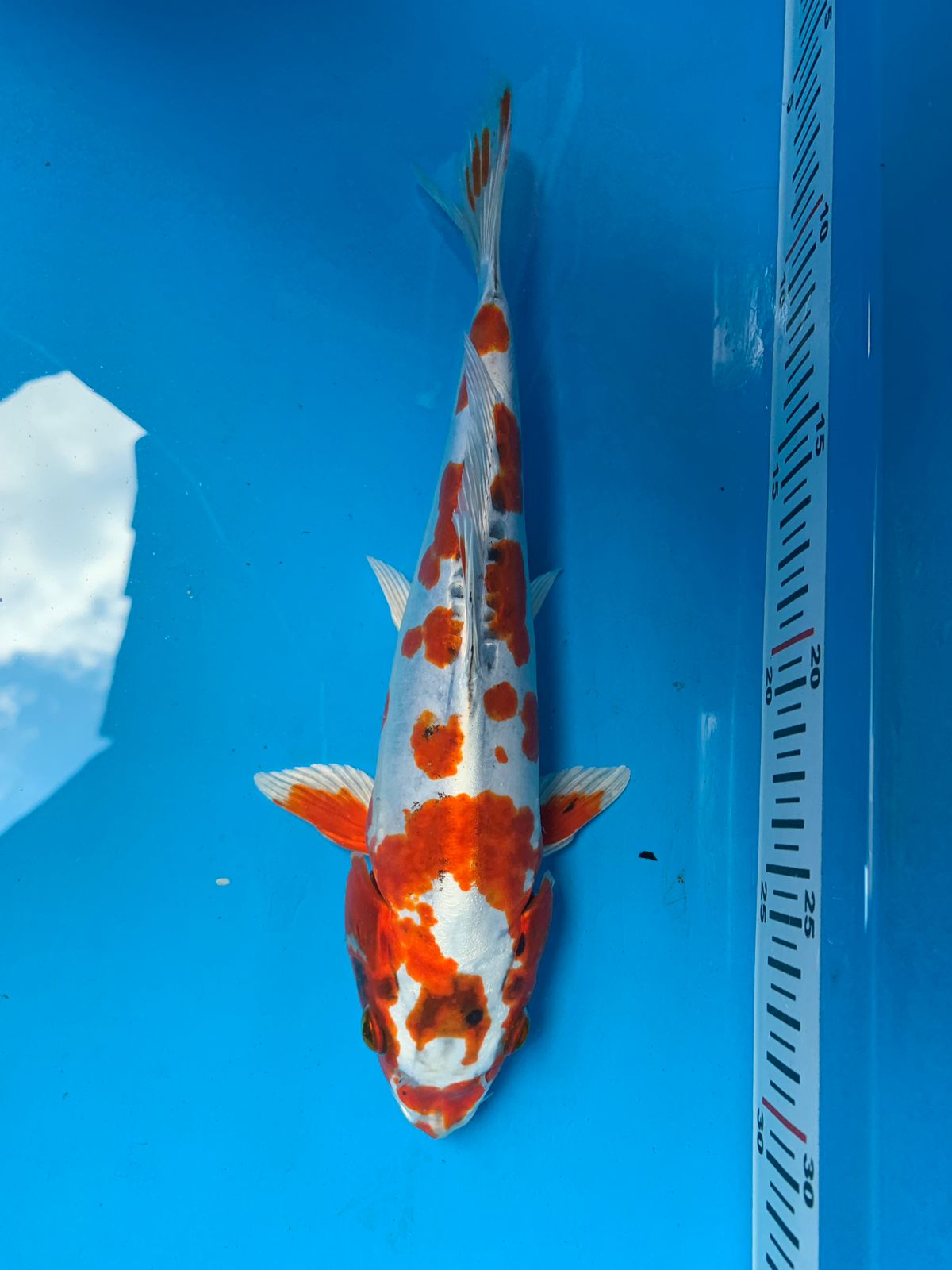 Lelang Koi Online, Jual Beli Ikan Koi, Pusat Jual Beli Koi, Info Lelang Koi Hari Ini, Platform Jual Beli Koi, Jual Beli Ikan Koi Online, Marketplace Ikan Koi, Jual Koi Terbaik, Tempat Beli Koi Berkualitas, Pasar Ikan Koi Online Terpercaya, Penjual Ikan Koi Terpercaya, Beli Koi Hias Online, Ikan Koi untuk Dijual, Koi Kualitas Terbaik, Toko Online Ikan Koi, Koi Hias Untuk Dijual, Jual Beli Ikan Koi Lokal, Koi Indonesia Online, Pusat Jual Beli Koi Terbesar