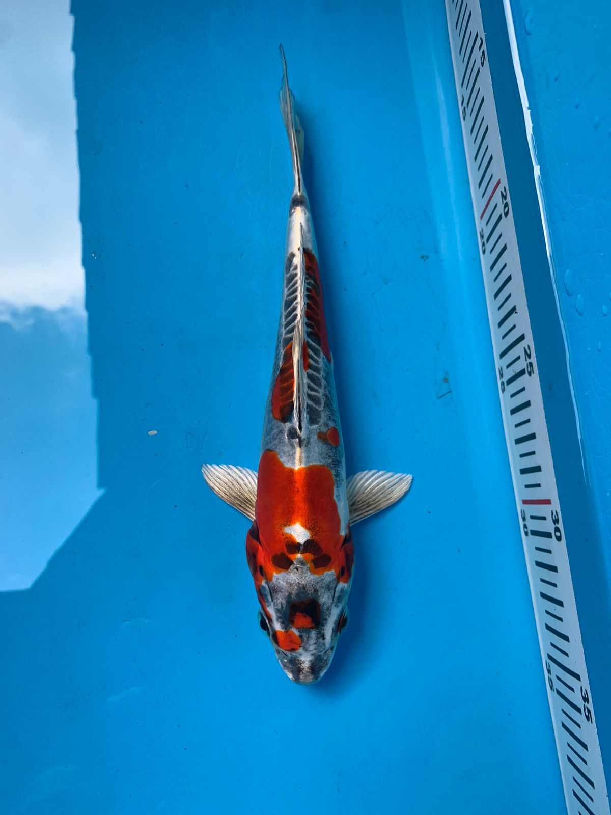 Lelang Koi Online, Jual Beli Ikan Koi, Pusat Jual Beli Koi, Info Lelang Koi Hari Ini, Platform Jual Beli Koi, Jual Beli Ikan Koi Online, Marketplace Ikan Koi, Jual Koi Terbaik, Tempat Beli Koi Berkualitas, Pasar Ikan Koi Online Terpercaya, Penjual Ikan Koi Terpercaya, Beli Koi Hias Online, Ikan Koi untuk Dijual, Koi Kualitas Terbaik, Toko Online Ikan Koi, Koi Hias Untuk Dijual, Jual Beli Ikan Koi Lokal, Koi Indonesia Online, Pusat Jual Beli Koi Terbesar