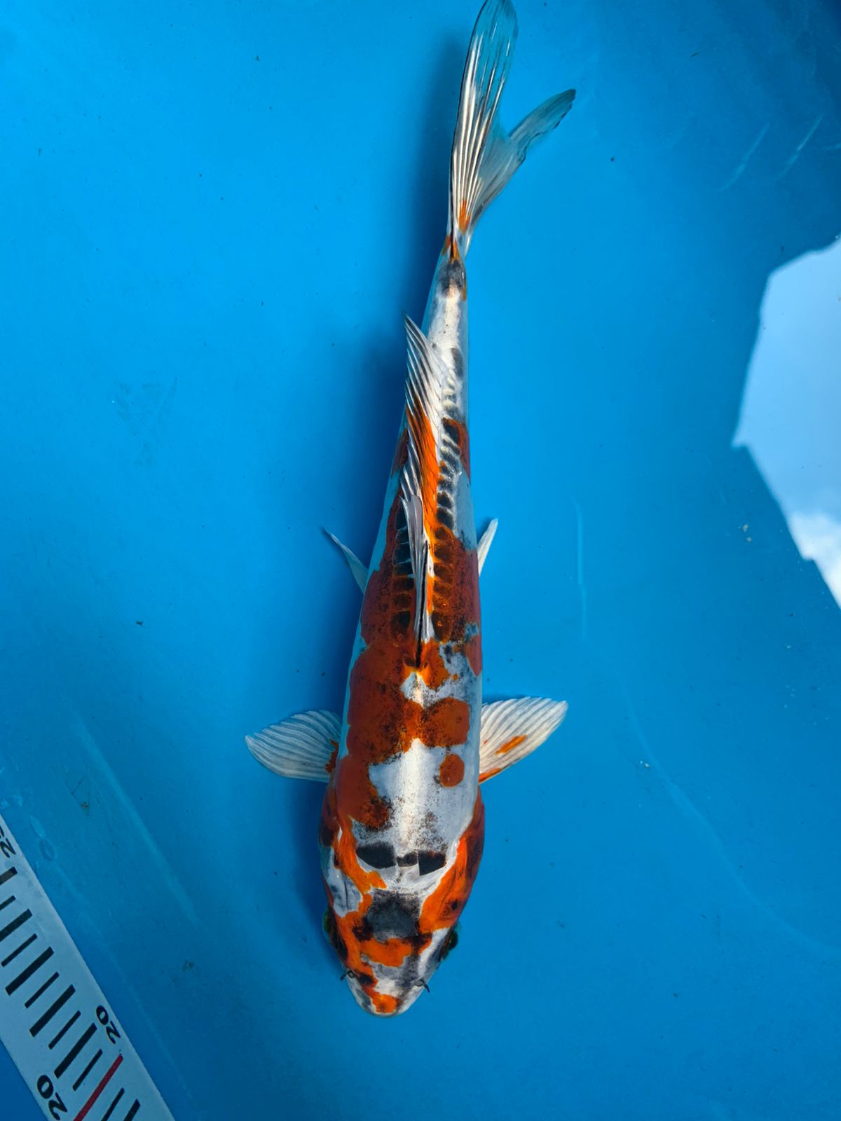 Lelang Koi Online, Jual Beli Ikan Koi, Pusat Jual Beli Koi, Info Lelang Koi Hari Ini, Platform Jual Beli Koi, Jual Beli Ikan Koi Online, Marketplace Ikan Koi, Jual Koi Terbaik, Tempat Beli Koi Berkualitas, Pasar Ikan Koi Online Terpercaya, Penjual Ikan Koi Terpercaya, Beli Koi Hias Online, Ikan Koi untuk Dijual, Koi Kualitas Terbaik, Toko Online Ikan Koi, Koi Hias Untuk Dijual, Jual Beli Ikan Koi Lokal, Koi Indonesia Online, Pusat Jual Beli Koi Terbesar