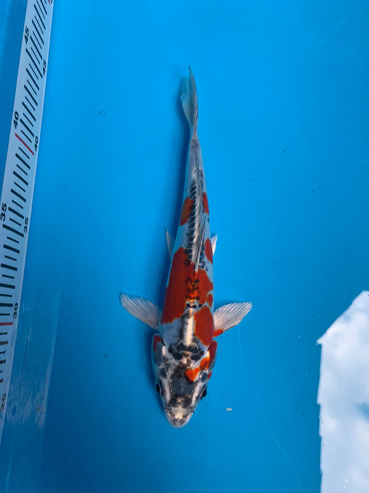 Lelang Koi Online, Jual Beli Ikan Koi, Pusat Jual Beli Koi, Info Lelang Koi Hari Ini, Platform Jual Beli Koi, Jual Beli Ikan Koi Online, Marketplace Ikan Koi, Jual Koi Terbaik, Tempat Beli Koi Berkualitas, Pasar Ikan Koi Online Terpercaya, Penjual Ikan Koi Terpercaya, Beli Koi Hias Online, Ikan Koi untuk Dijual, Koi Kualitas Terbaik, Toko Online Ikan Koi, Koi Hias Untuk Dijual, Jual Beli Ikan Koi Lokal, Koi Indonesia Online, Pusat Jual Beli Koi Terbesar