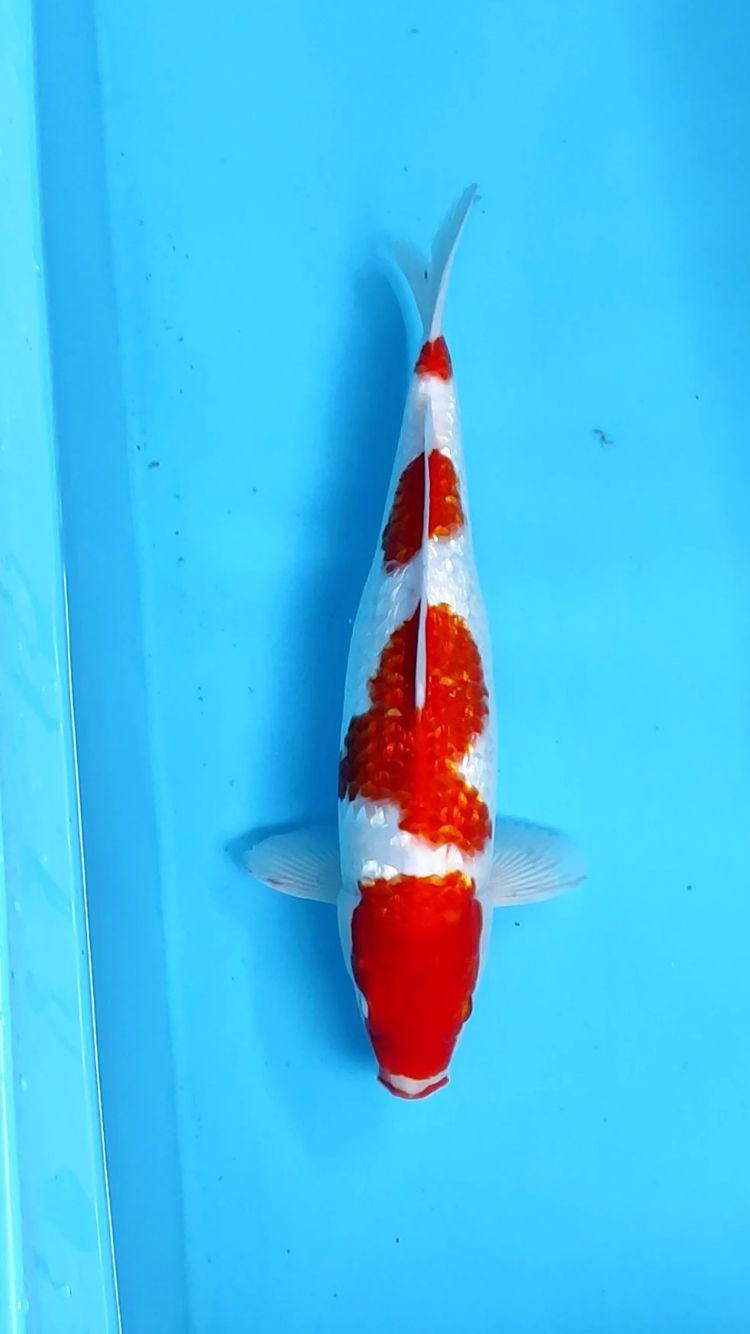 Lelang Koi Online, Jual Beli Ikan Koi, Pusat Jual Beli Koi, Info Lelang Koi Hari Ini, Platform Jual Beli Koi, Jual Beli Ikan Koi Online, Marketplace Ikan Koi, Jual Koi Terbaik, Tempat Beli Koi Berkualitas, Pasar Ikan Koi Online Terpercaya, Penjual Ikan Koi Terpercaya, Beli Koi Hias Online, Ikan Koi untuk Dijual, Koi Kualitas Terbaik, Toko Online Ikan Koi, Koi Hias Untuk Dijual, Jual Beli Ikan Koi Lokal, Koi Indonesia Online, Pusat Jual Beli Koi Terbesar