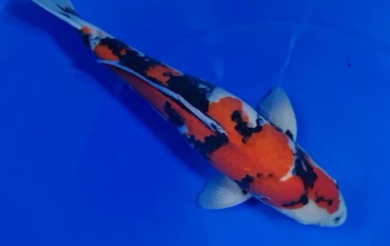 Ikan Koi SHOWA 56cm MALE IMPORT ISA FARM, lelang koi SHOWA 56cm MALE IMPORT ISA FARM, jual koi SHOWA 56cm MALE IMPORT ISA FARM, beli koi SHOWA 56cm MALE IMPORT ISA FARM, Lelang Koi Online, Jual Beli Ikan Koi, Pusat Jual Beli Koi, Info Lelang Koi Hari Ini, Platform Jual Beli Koi, Jual Beli Ikan Koi Online, Marketplace Ikan Koi, Jual Koi Terbaik, Tempat Beli Koi Berkualitas, Pasar Ikan Koi Online Terpercaya, Penjual Ikan Koi Terpercaya, Beli Koi Hias Online, Ikan Koi untuk Dijual, Koi Kualitas Terbaik, Toko Online Ikan Koi, Koi Hias Untuk Dijual, Jual Beli Ikan Koi Lokal, Koi Indonesia Online, Pusat Jual Beli Koi Terbesar