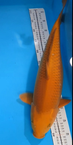 Ikan Koi CHAGOI 50cm FEMALE LOKAL, lelang koi CHAGOI 50cm FEMALE LOKAL, jual koi CHAGOI 50cm FEMALE LOKAL, beli koi CHAGOI 50cm FEMALE LOKAL, Lelang Koi Online, Jual Beli Ikan Koi, Pusat Jual Beli Koi, Info Lelang Koi Hari Ini, Platform Jual Beli Koi, Jual Beli Ikan Koi Online, Marketplace Ikan Koi, Jual Koi Terbaik, Tempat Beli Koi Berkualitas, Pasar Ikan Koi Online Terpercaya, Penjual Ikan Koi Terpercaya, Beli Koi Hias Online, Ikan Koi untuk Dijual, Koi Kualitas Terbaik, Toko Online Ikan Koi, Koi Hias Untuk Dijual, Jual Beli Ikan Koi Lokal, Koi Indonesia Online, Pusat Jual Beli Koi Terbesar