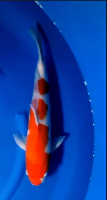 Ikan Koi KOHAKU 50cm MALE IMPORT DAINICHI, lelang koi KOHAKU 50cm MALE IMPORT DAINICHI, jual koi KOHAKU 50cm MALE IMPORT DAINICHI, beli koi KOHAKU 50cm MALE IMPORT DAINICHI, Lelang Koi Online, Jual Beli Ikan Koi, Pusat Jual Beli Koi, Info Lelang Koi Hari Ini, Platform Jual Beli Koi, Jual Beli Ikan Koi Online, Marketplace Ikan Koi, Jual Koi Terbaik, Tempat Beli Koi Berkualitas, Pasar Ikan Koi Online Terpercaya, Penjual Ikan Koi Terpercaya, Beli Koi Hias Online, Ikan Koi untuk Dijual, Koi Kualitas Terbaik, Toko Online Ikan Koi, Koi Hias Untuk Dijual, Jual Beli Ikan Koi Lokal, Koi Indonesia Online, Pusat Jual Beli Koi Terbesar