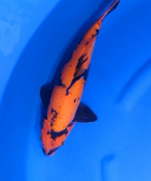 Ikan Koi HIUTSURI 38cm MALE LOKAL, lelang koi HIUTSURI 38cm MALE LOKAL, jual koi HIUTSURI 38cm MALE LOKAL, beli koi HIUTSURI 38cm MALE LOKAL, Lelang Koi Online, Jual Beli Ikan Koi, Pusat Jual Beli Koi, Info Lelang Koi Hari Ini, Platform Jual Beli Koi, Jual Beli Ikan Koi Online, Marketplace Ikan Koi, Jual Koi Terbaik, Tempat Beli Koi Berkualitas, Pasar Ikan Koi Online Terpercaya, Penjual Ikan Koi Terpercaya, Beli Koi Hias Online, Ikan Koi untuk Dijual, Koi Kualitas Terbaik, Toko Online Ikan Koi, Koi Hias Untuk Dijual, Jual Beli Ikan Koi Lokal, Koi Indonesia Online, Pusat Jual Beli Koi Terbesar