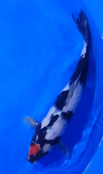 Ikan Koi TANCHO SHOWA 35cm MALE LOKAL, lelang koi TANCHO SHOWA 35cm MALE LOKAL, jual koi TANCHO SHOWA 35cm MALE LOKAL, beli koi TANCHO SHOWA 35cm MALE LOKAL, Lelang Koi Online, Jual Beli Ikan Koi, Pusat Jual Beli Koi, Info Lelang Koi Hari Ini, Platform Jual Beli Koi, Jual Beli Ikan Koi Online, Marketplace Ikan Koi, Jual Koi Terbaik, Tempat Beli Koi Berkualitas, Pasar Ikan Koi Online Terpercaya, Penjual Ikan Koi Terpercaya, Beli Koi Hias Online, Ikan Koi untuk Dijual, Koi Kualitas Terbaik, Toko Online Ikan Koi, Koi Hias Untuk Dijual, Jual Beli Ikan Koi Lokal, Koi Indonesia Online, Pusat Jual Beli Koi Terbesar
