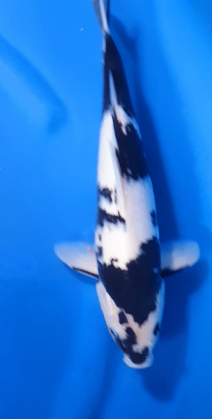 Ikan Koi SHIRO 35cm MALE LOKAL, lelang koi SHIRO 35cm MALE LOKAL, jual koi SHIRO 35cm MALE LOKAL, beli koi SHIRO 35cm MALE LOKAL, Lelang Koi Online, Jual Beli Ikan Koi, Pusat Jual Beli Koi, Info Lelang Koi Hari Ini, Platform Jual Beli Koi, Jual Beli Ikan Koi Online, Marketplace Ikan Koi, Jual Koi Terbaik, Tempat Beli Koi Berkualitas, Pasar Ikan Koi Online Terpercaya, Penjual Ikan Koi Terpercaya, Beli Koi Hias Online, Ikan Koi untuk Dijual, Koi Kualitas Terbaik, Toko Online Ikan Koi, Koi Hias Untuk Dijual, Jual Beli Ikan Koi Lokal, Koi Indonesia Online, Pusat Jual Beli Koi Terbesar