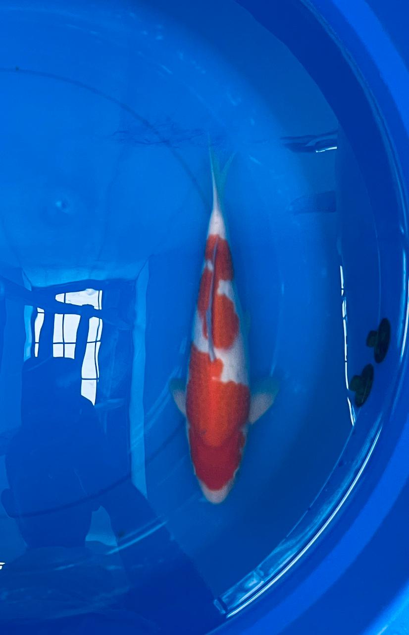 Ikan Koi KOHAKU 30cm LOKAL, lelang koi KOHAKU 30cm LOKAL, jual koi KOHAKU 30cm LOKAL, beli koi KOHAKU 30cm LOKAL, Lelang Koi Online, Jual Beli Ikan Koi, Pusat Jual Beli Koi, Info Lelang Koi Hari Ini, Platform Jual Beli Koi, Jual Beli Ikan Koi Online, Marketplace Ikan Koi, Jual Koi Terbaik, Tempat Beli Koi Berkualitas, Pasar Ikan Koi Online Terpercaya, Penjual Ikan Koi Terpercaya, Beli Koi Hias Online, Ikan Koi untuk Dijual, Koi Kualitas Terbaik, Toko Online Ikan Koi, Koi Hias Untuk Dijual, Jual Beli Ikan Koi Lokal, Koi Indonesia Online, Pusat Jual Beli Koi Terbesar