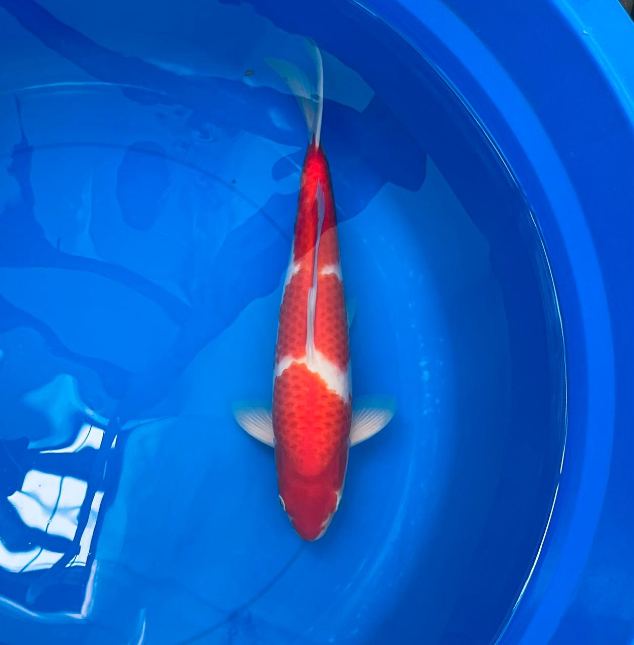 Ikan Koi KOHAKU 37cm MALE LOKAL, lelang koi KOHAKU 37cm MALE LOKAL, jual koi KOHAKU 37cm MALE LOKAL, beli koi KOHAKU 37cm MALE LOKAL, Lelang Koi Online, Jual Beli Ikan Koi, Pusat Jual Beli Koi, Info Lelang Koi Hari Ini, Platform Jual Beli Koi, Jual Beli Ikan Koi Online, Marketplace Ikan Koi, Jual Koi Terbaik, Tempat Beli Koi Berkualitas, Pasar Ikan Koi Online Terpercaya, Penjual Ikan Koi Terpercaya, Beli Koi Hias Online, Ikan Koi untuk Dijual, Koi Kualitas Terbaik, Toko Online Ikan Koi, Koi Hias Untuk Dijual, Jual Beli Ikan Koi Lokal, Koi Indonesia Online, Pusat Jual Beli Koi Terbesar
