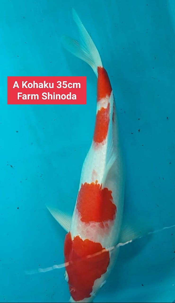 Ikan Koi KOHAKU IMPORT FARM HOSIKHIN PERUT TURUN 35cm, lelang koi KOHAKU IMPORT FARM HOSIKHIN PERUT TURUN 35cm, jual koi KOHAKU IMPORT FARM HOSIKHIN PERUT TURUN 35cm, beli koi KOHAKU IMPORT FARM HOSIKHIN PERUT TURUN 35cm, Lelang Koi Online, Jual Beli Ikan Koi, Pusat Jual Beli Koi, Info Lelang Koi Hari Ini, Platform Jual Beli Koi, Jual Beli Ikan Koi Online, Marketplace Ikan Koi, Jual Koi Terbaik, Tempat Beli Koi Berkualitas, Pasar Ikan Koi Online Terpercaya, Penjual Ikan Koi Terpercaya, Beli Koi Hias Online, Ikan Koi untuk Dijual, Koi Kualitas Terbaik, Toko Online Ikan Koi, Koi Hias Untuk Dijual, Jual Beli Ikan Koi Lokal, Koi Indonesia Online, Pusat Jual Beli Koi Terbesar