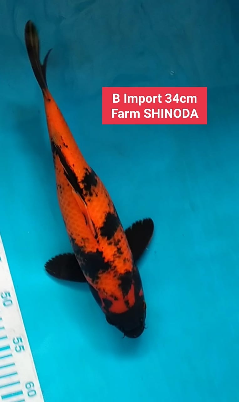 Ikan Koi HIITSURI IMPORT FARM SHINODA 34cm, lelang koi HIITSURI IMPORT FARM SHINODA 34cm, jual koi HIITSURI IMPORT FARM SHINODA 34cm, beli koi HIITSURI IMPORT FARM SHINODA 34cm, Lelang Koi Online, Jual Beli Ikan Koi, Pusat Jual Beli Koi, Info Lelang Koi Hari Ini, Platform Jual Beli Koi, Jual Beli Ikan Koi Online, Marketplace Ikan Koi, Jual Koi Terbaik, Tempat Beli Koi Berkualitas, Pasar Ikan Koi Online Terpercaya, Penjual Ikan Koi Terpercaya, Beli Koi Hias Online, Ikan Koi untuk Dijual, Koi Kualitas Terbaik, Toko Online Ikan Koi, Koi Hias Untuk Dijual, Jual Beli Ikan Koi Lokal, Koi Indonesia Online, Pusat Jual Beli Koi Terbesar