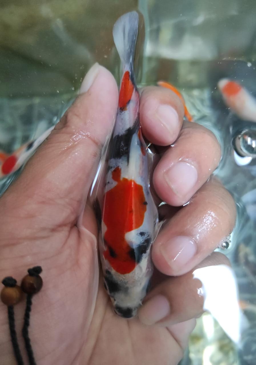 Lelang Koi Online, Jual Beli Ikan Koi, Pusat Jual Beli Koi, Info Lelang Koi Hari Ini, Platform Jual Beli Koi, Jual Beli Ikan Koi Online, Marketplace Ikan Koi, Jual Koi Terbaik, Tempat Beli Koi Berkualitas, Pasar Ikan Koi Online Terpercaya, Penjual Ikan Koi Terpercaya, Beli Koi Hias Online, Ikan Koi untuk Dijual, Koi Kualitas Terbaik, Toko Online Ikan Koi, Koi Hias Untuk Dijual, Jual Beli Ikan Koi Lokal, Koi Indonesia Online, Pusat Jual Beli Koi Terbesar