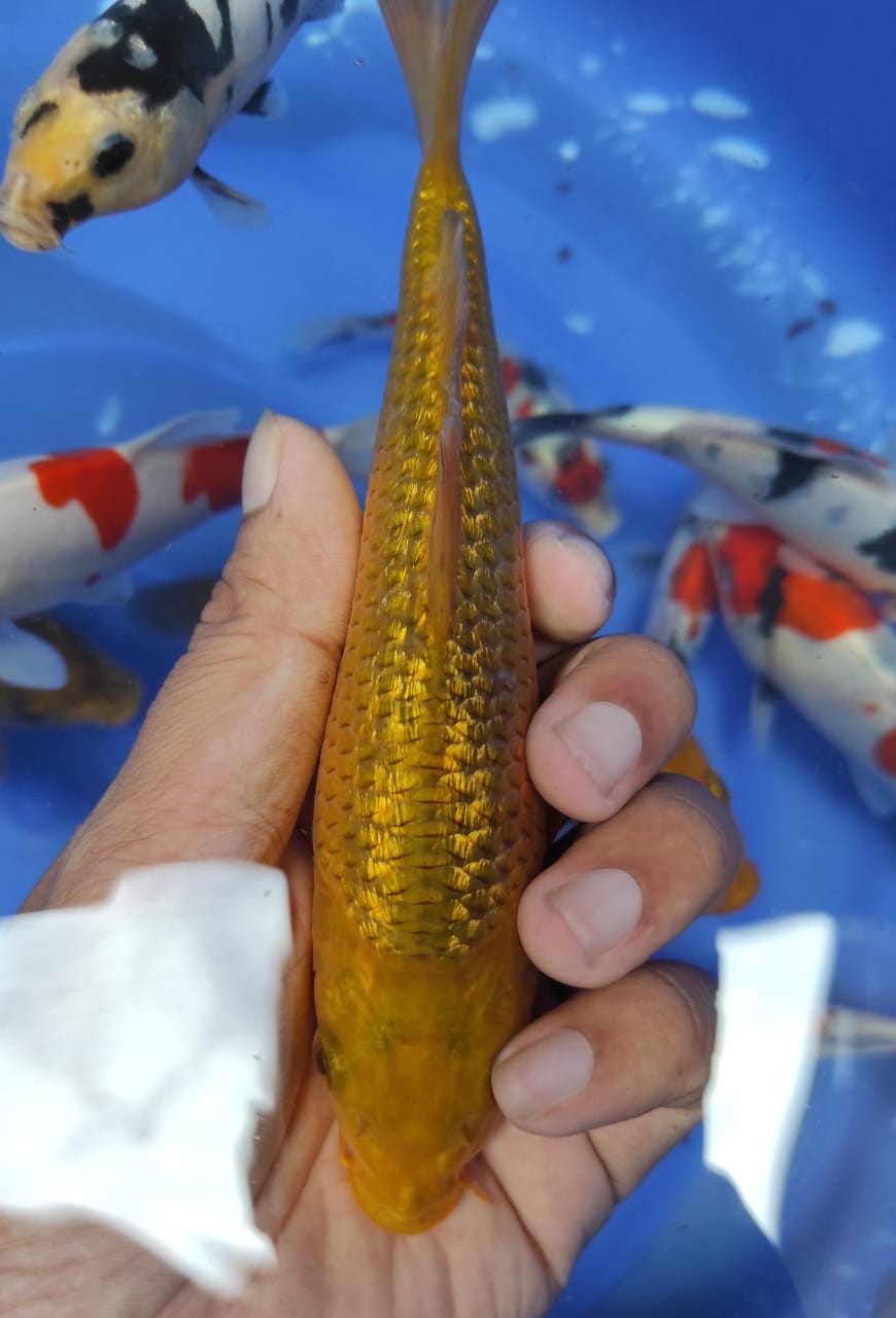 Lelang Koi Online, Jual Beli Ikan Koi, Pusat Jual Beli Koi, Info Lelang Koi Hari Ini, Platform Jual Beli Koi, Jual Beli Ikan Koi Online, Marketplace Ikan Koi, Jual Koi Terbaik, Tempat Beli Koi Berkualitas, Pasar Ikan Koi Online Terpercaya, Penjual Ikan Koi Terpercaya, Beli Koi Hias Online, Ikan Koi untuk Dijual, Koi Kualitas Terbaik, Toko Online Ikan Koi, Koi Hias Untuk Dijual, Jual Beli Ikan Koi Lokal, Koi Indonesia Online, Pusat Jual Beli Koi Terbesar