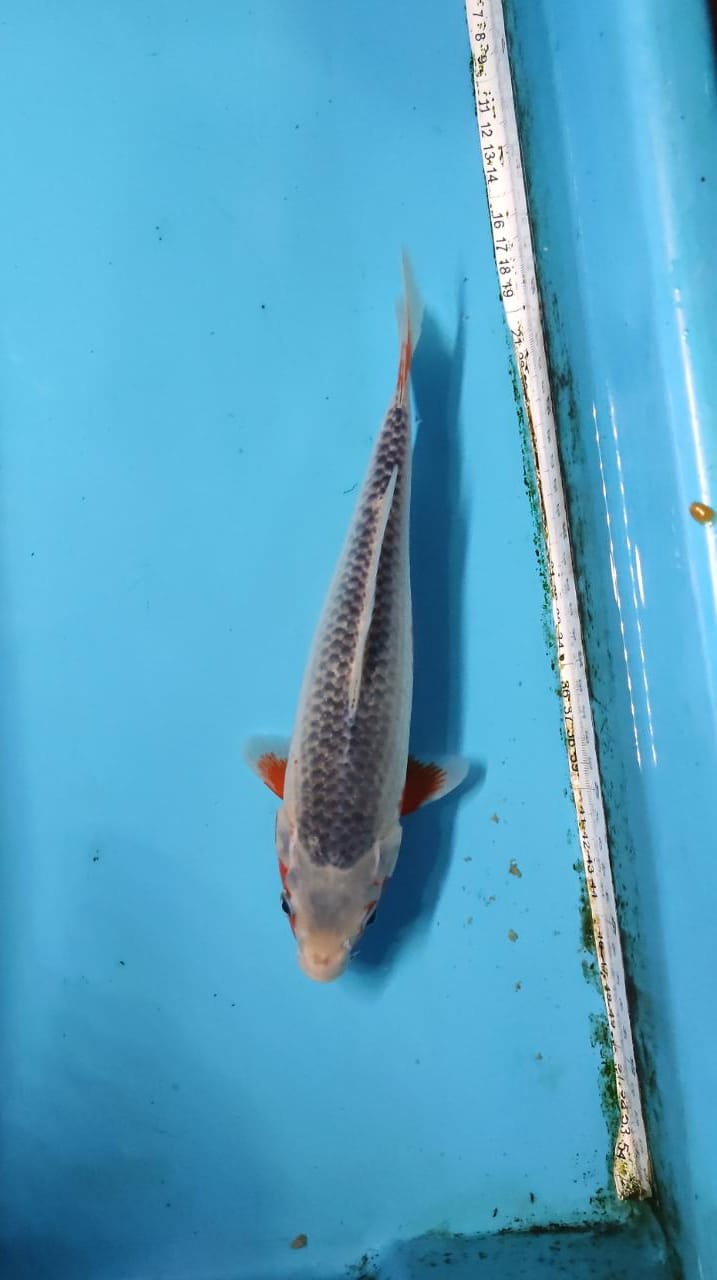 Ikan Koi ASAGI 30cm, lelang koi ASAGI 30cm, jual koi ASAGI 30cm, beli koi ASAGI 30cm, Lelang Koi Online, Jual Beli Ikan Koi, Pusat Jual Beli Koi, Info Lelang Koi Hari Ini, Platform Jual Beli Koi, Jual Beli Ikan Koi Online, Marketplace Ikan Koi, Jual Koi Terbaik, Tempat Beli Koi Berkualitas, Pasar Ikan Koi Online Terpercaya, Penjual Ikan Koi Terpercaya, Beli Koi Hias Online, Ikan Koi untuk Dijual, Koi Kualitas Terbaik, Toko Online Ikan Koi, Koi Hias Untuk Dijual, Jual Beli Ikan Koi Lokal, Koi Indonesia Online, Pusat Jual Beli Koi Terbesar