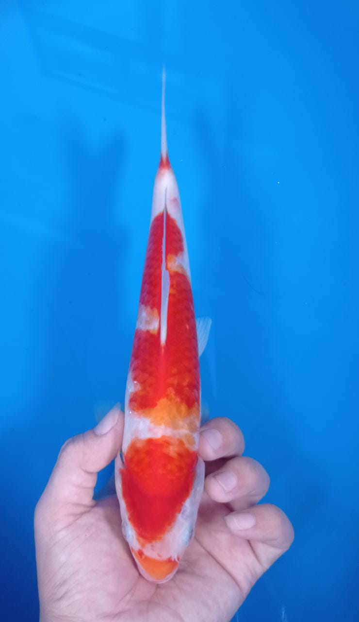 KOHAKU 24cm