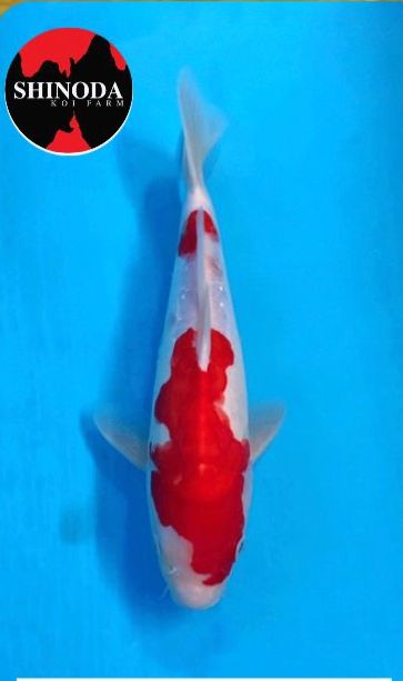 DOITSU KOHAKU MALE 28cm