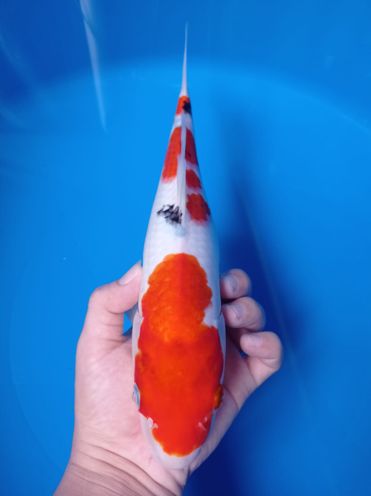 SANKE MALE 27cm