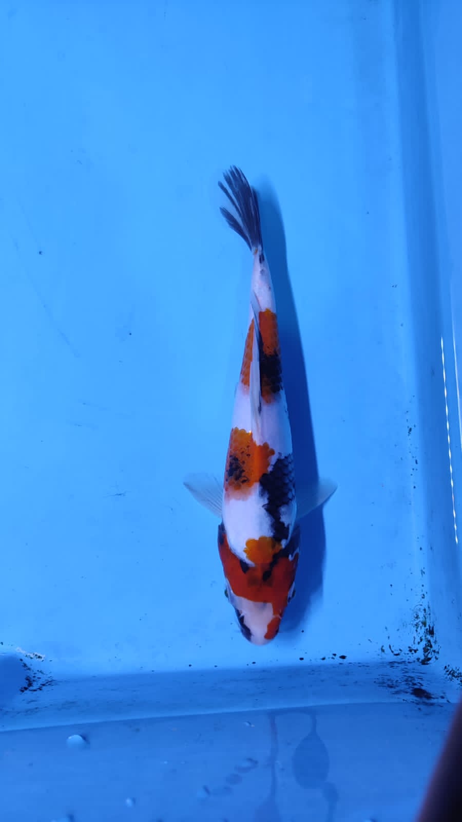 SHOWA HQ 21cm