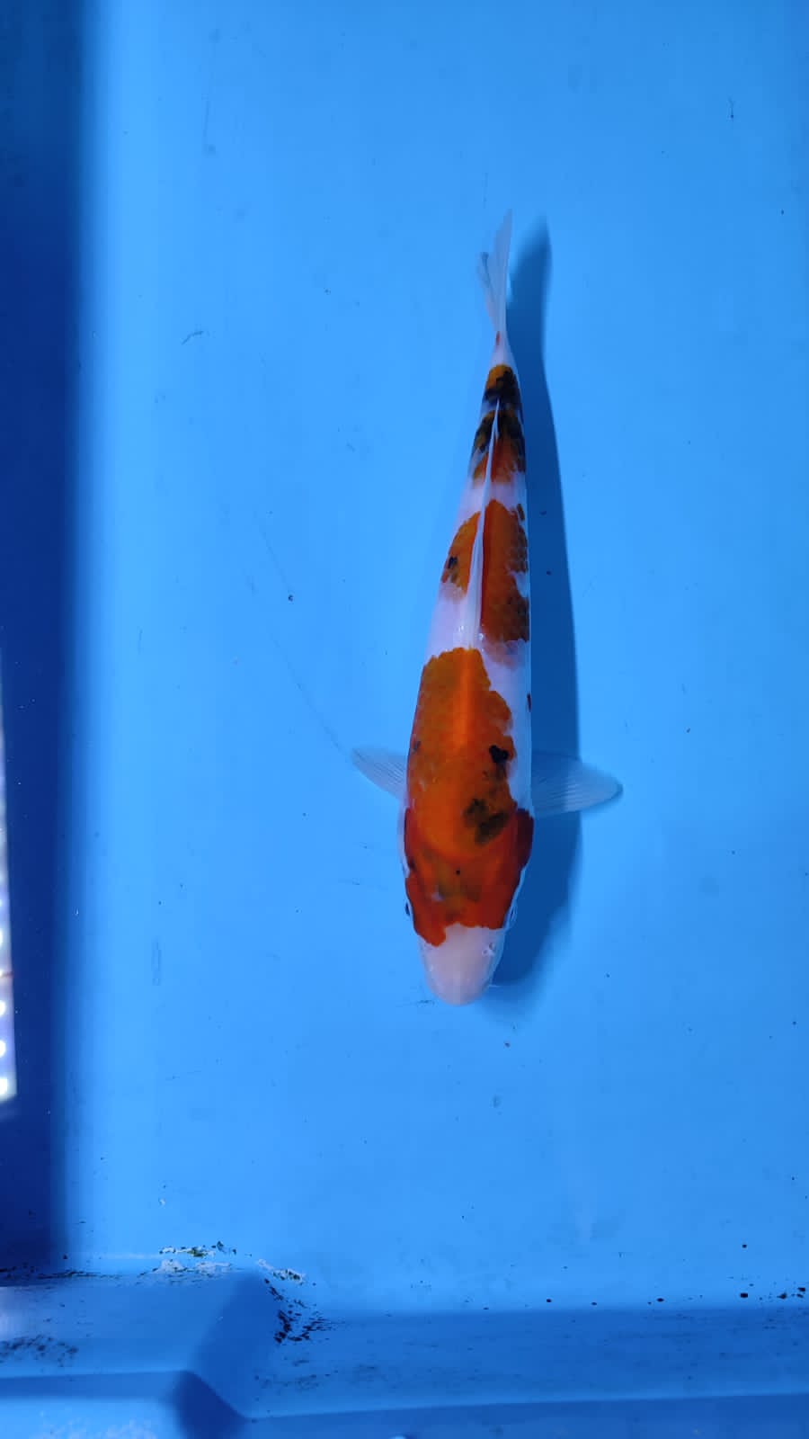 SHOWA HQ 22cm
