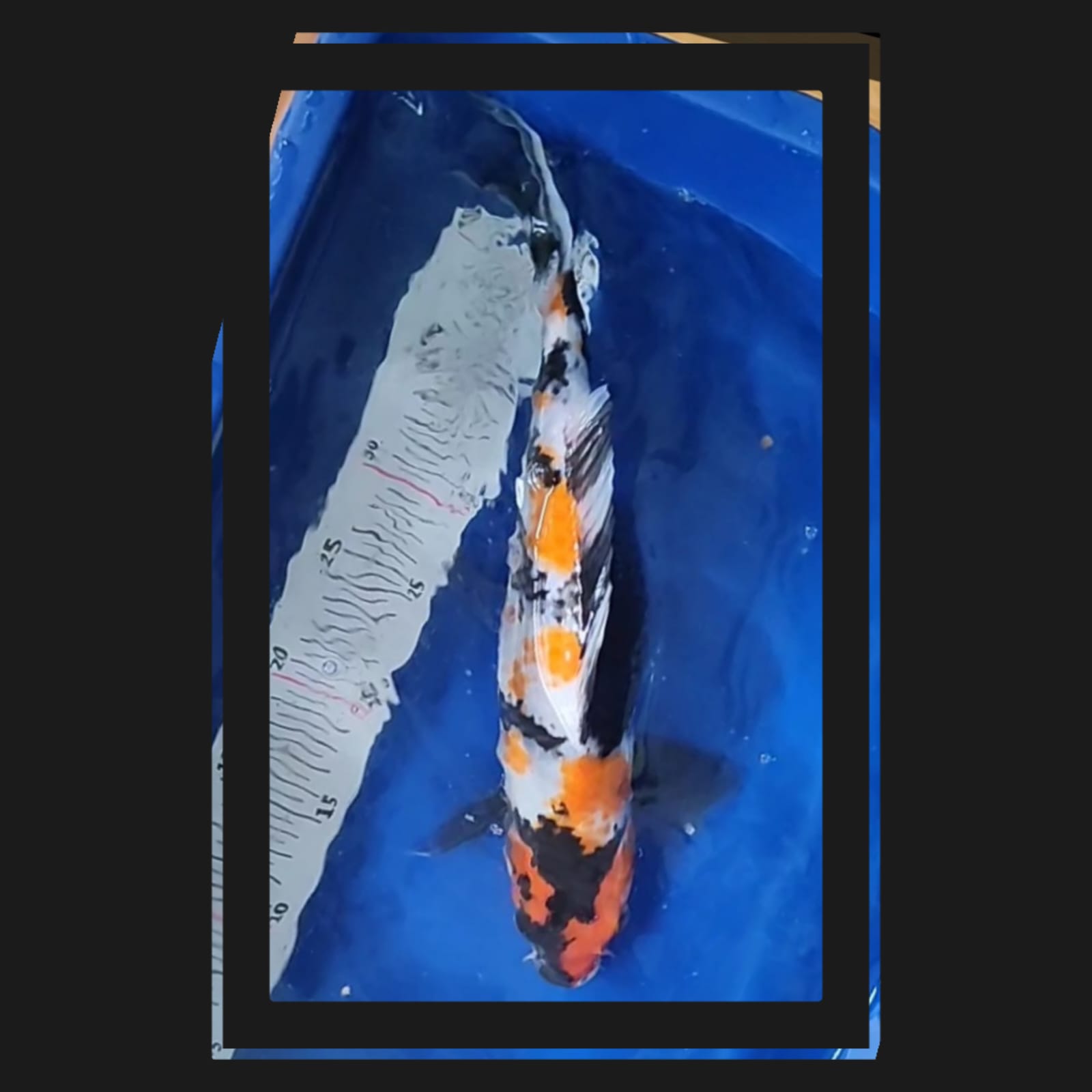 SHOWA 36cm