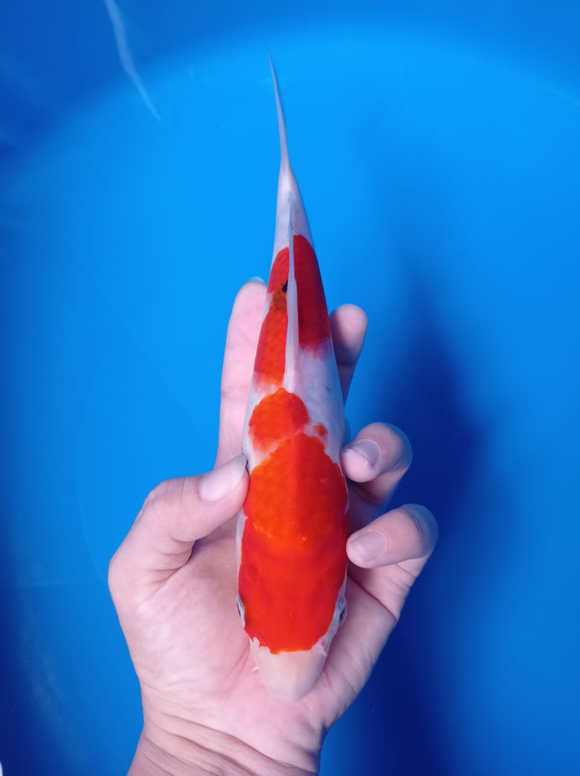 SANKE 23cm