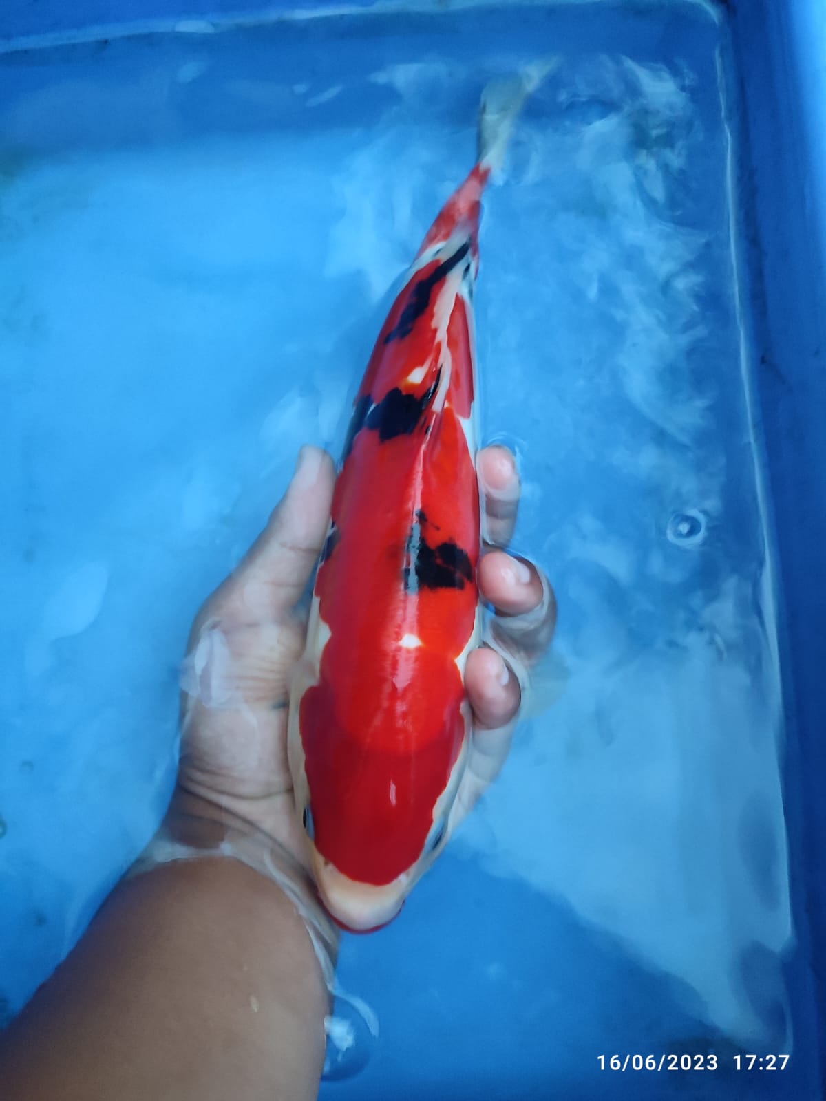 SANKE DOITSU KUCIBENIBU 30cm