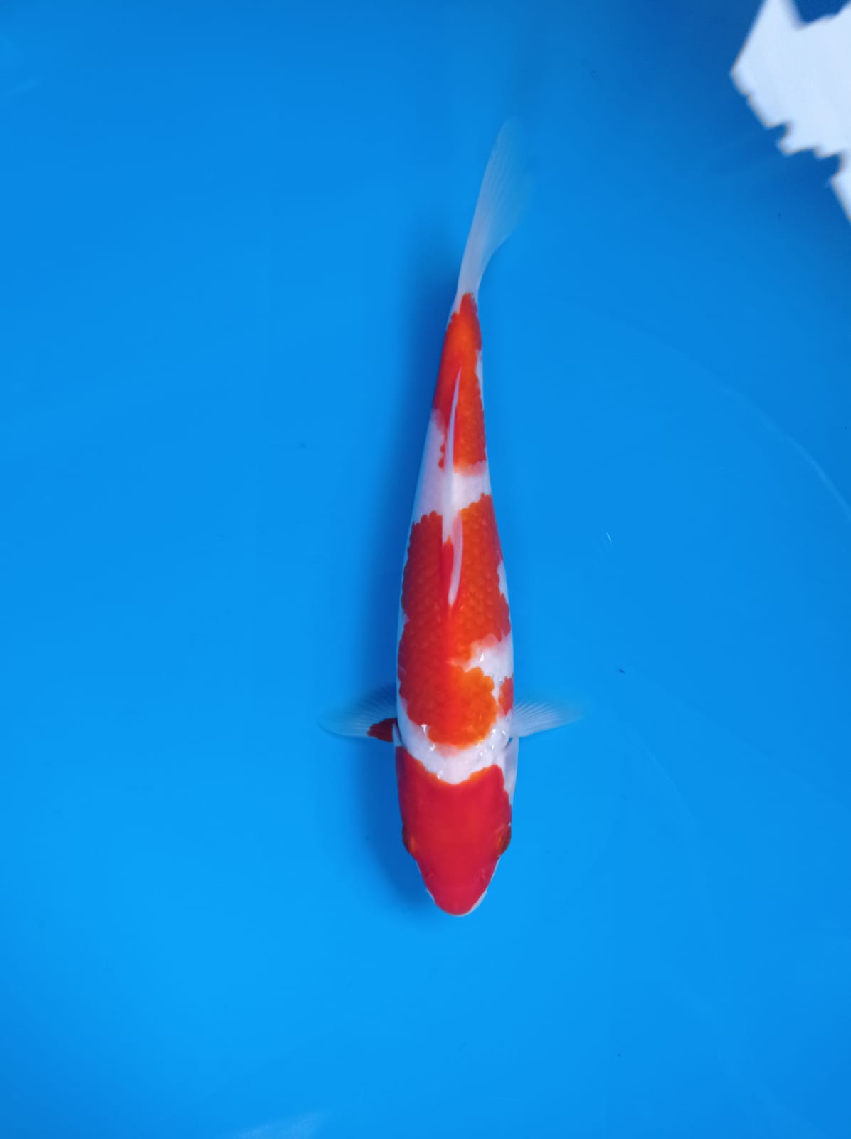 KOHAKU 21cm