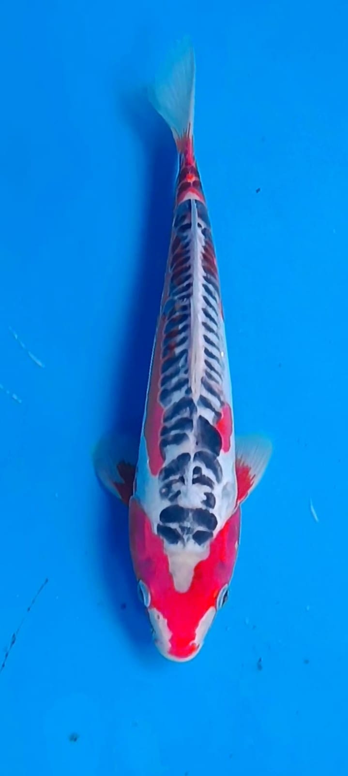 SUSHUI 35cm