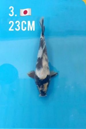 SHIRO MALE 23cm