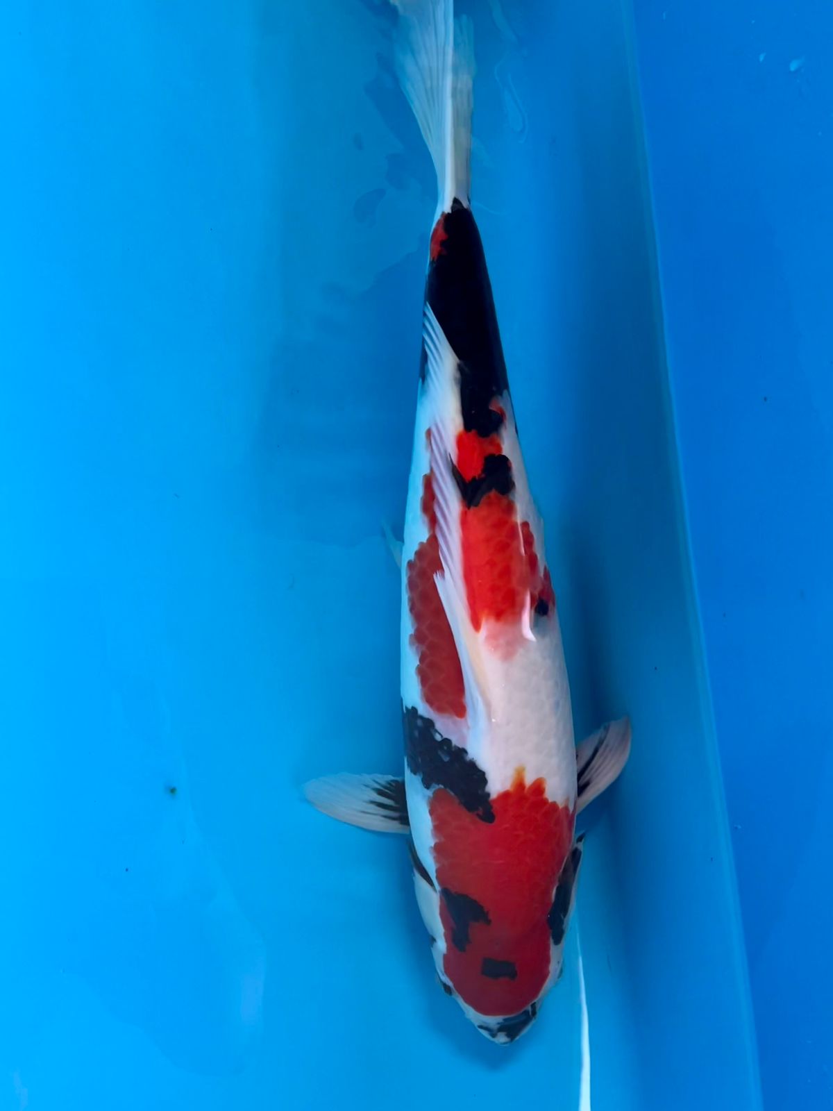 SHOWA AKFBU 45cm