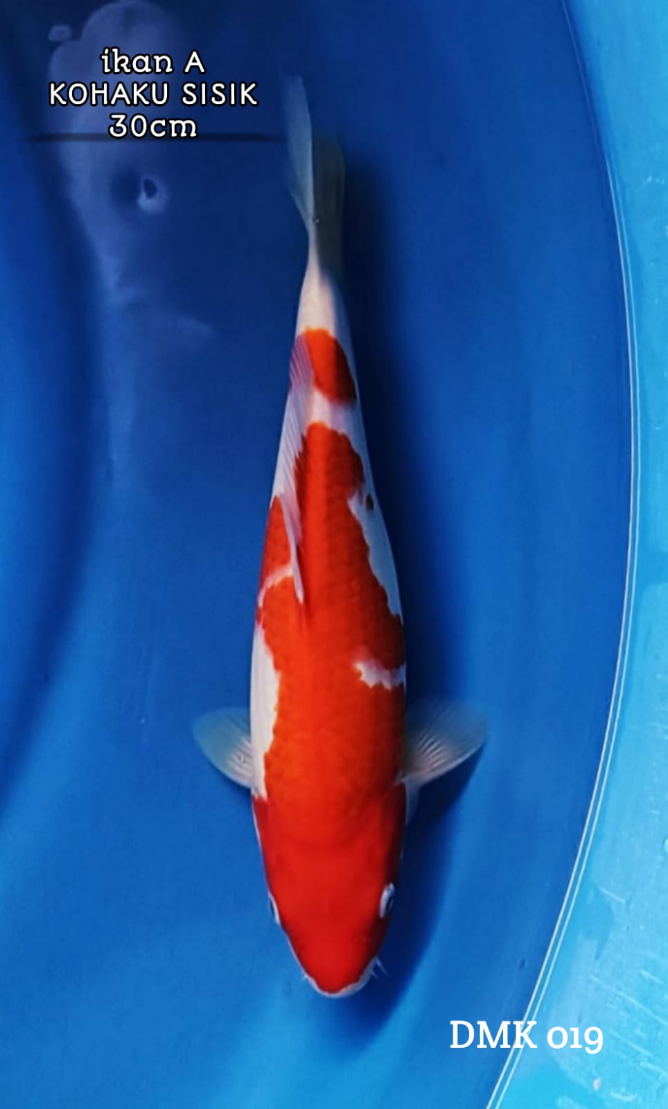 KOHAKU SISIK 30cm