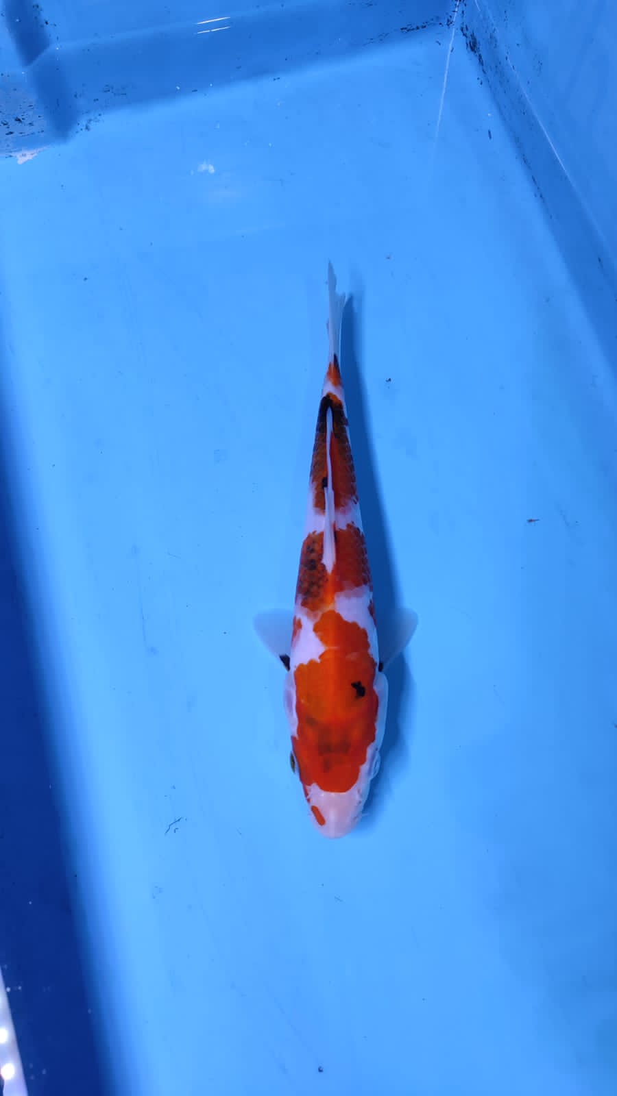SHOWA HQ 21cm