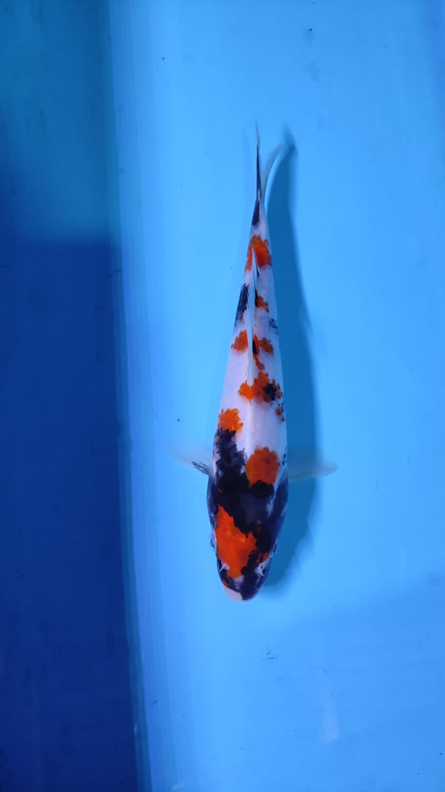 SHOWA HQ 23cm