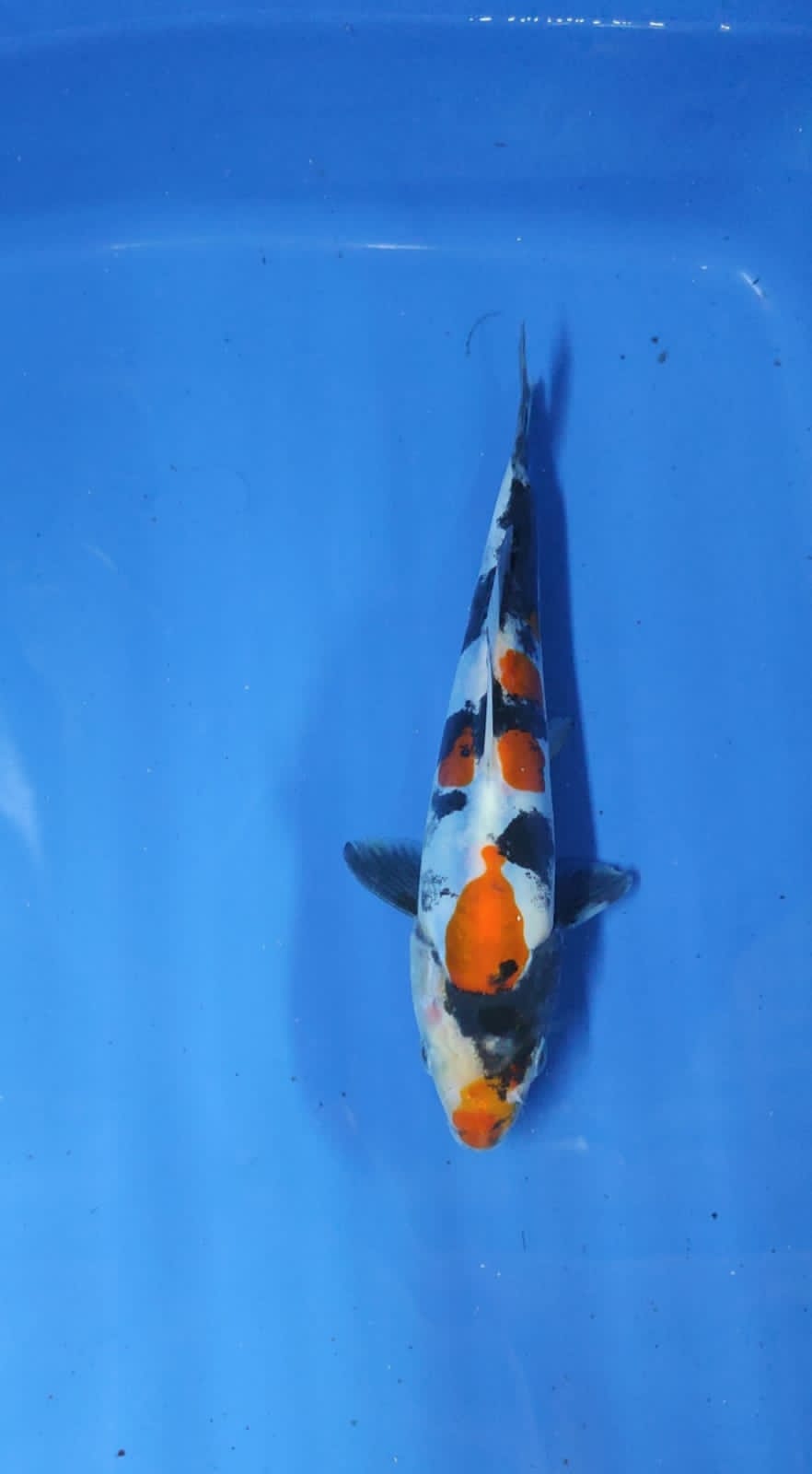 SHOWA DOITSU HQ 18cm