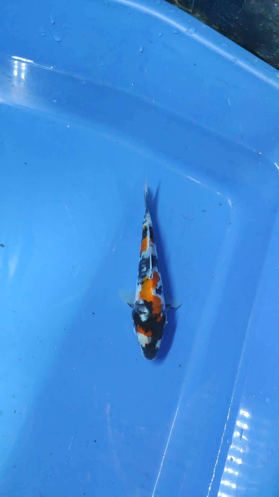 SHOWA DOITSU 16cm