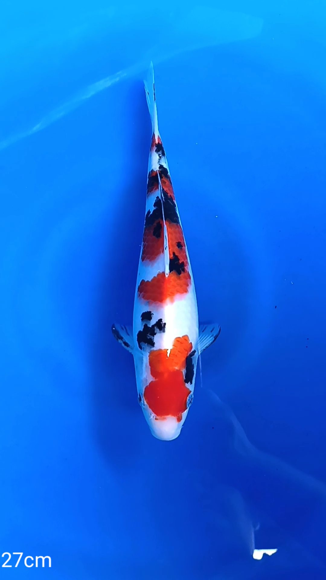 SANKE 27cm